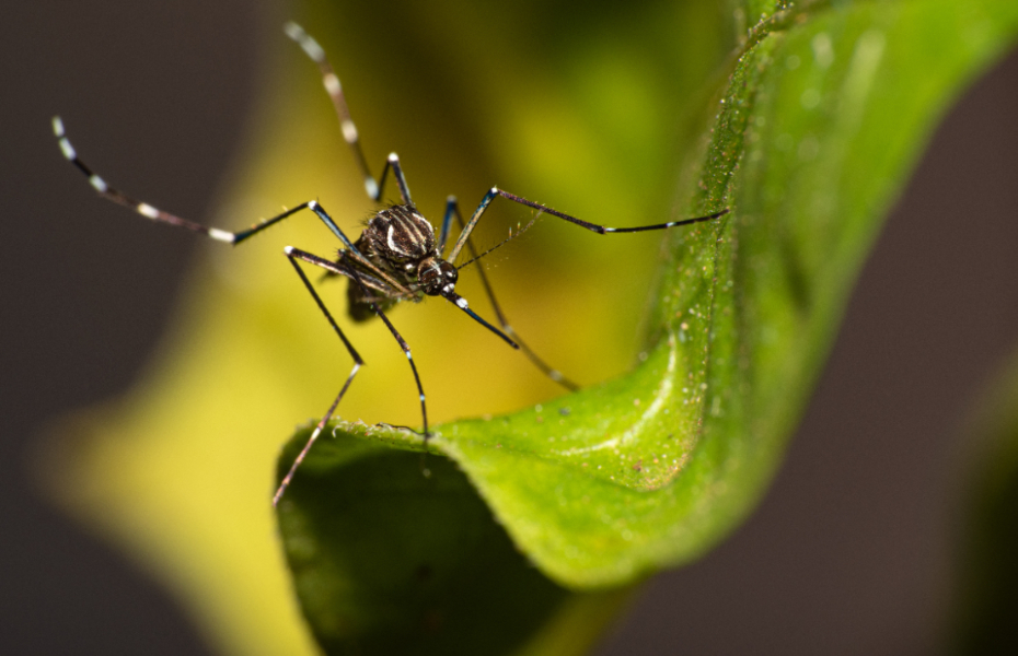 Governo de SP promove semana de mobilização contra a dengue