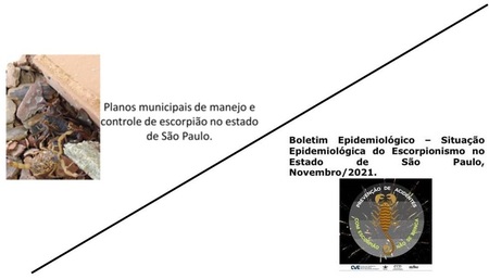 Planos municipais de manejo e controle de escorpião no estado de São Paulo